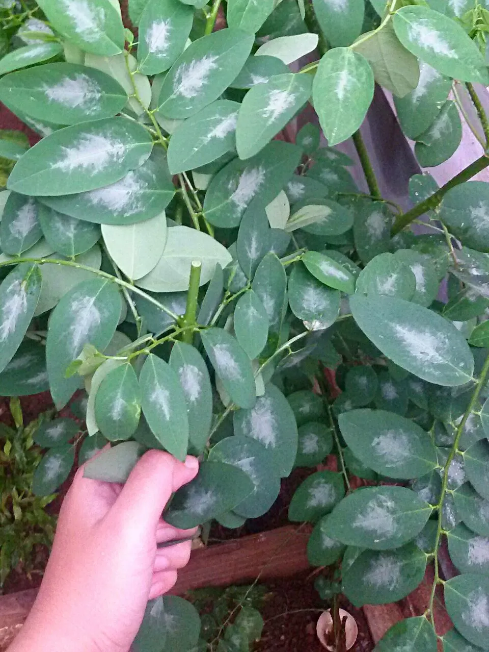 sauropus androgynous (daun katuk / sweet leaf) is one of popular vegetable in indonesia|dian mastisatyaさん