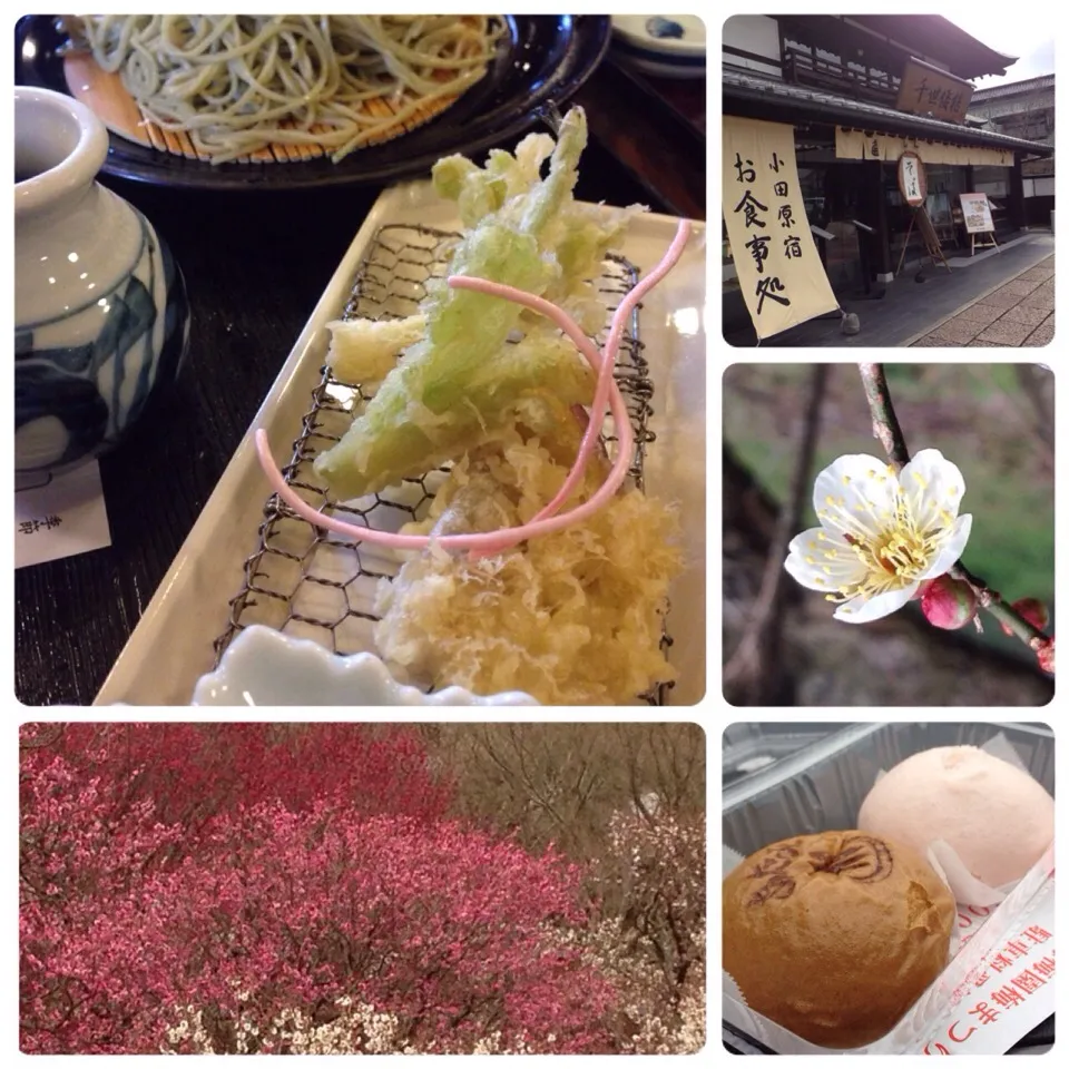 日本一早い梅祭りに行って来ました〜！ at 熱海梅園|まちまちこさん