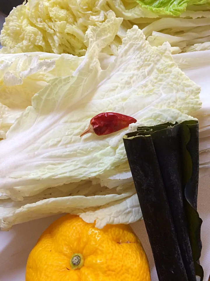 Making hakusai pickles.. Chinese cabbage pickles|Nigel Nakadaさん