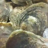 Blue Point Oysters|Rory Kingさん