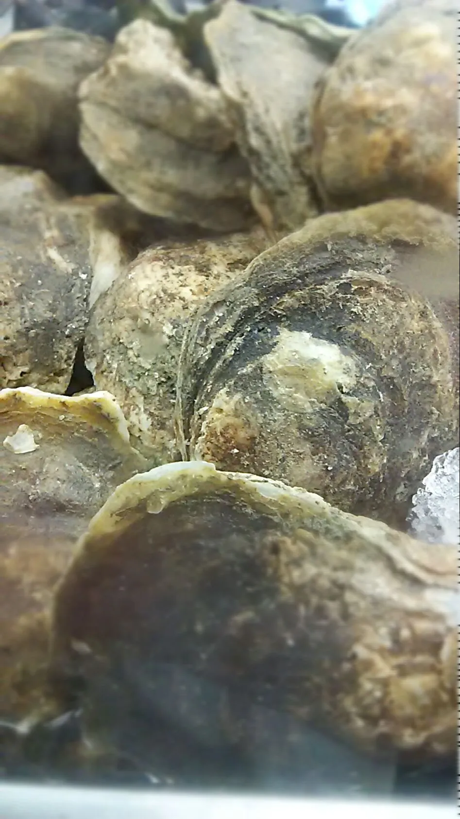 Blue Point Oysters|Rory Kingさん