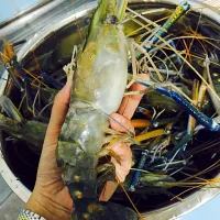 Snapdishの料理写真:Natural Water King Prawns