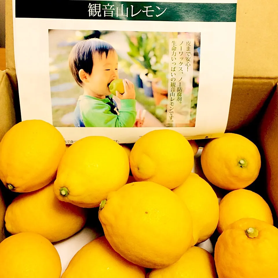 国産レモン🍋|ブー吉さん