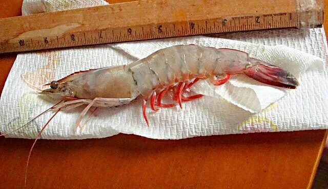 Snapdishの料理写真:Louisiana Shrimp at 🍃First Saturday Farmer's Market 🍃 #Seafood #Food stand/Truck|Alisha GodsglamGirl Matthewsさん