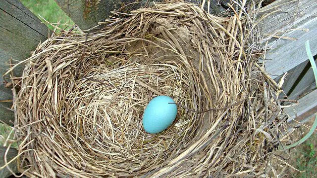 Colored #Eggs in Nest at 🍃First Saturday Farmer's Market 🍃|Alisha GodsglamGirl Matthewsさん