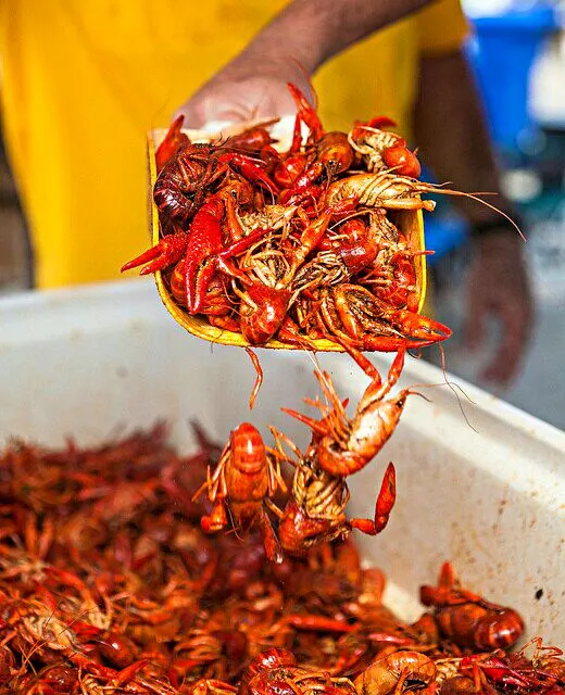 Purchasing Some Crawfish from Tony's Seafood #Seafood #Dinner #Snack/Teatime 😋 💯 😋|Alisha GodsglamGirl Matthewsさん