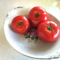 Oki Red Tomatoes in Season  locally grown by Millers Seaside Mangoes|edward john miller jrさん