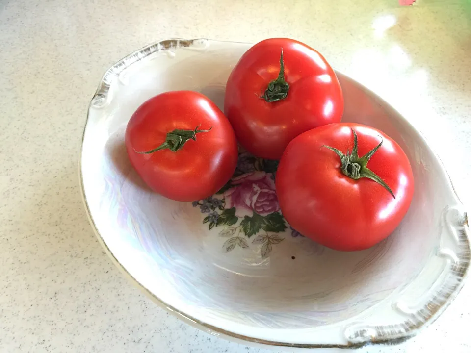 Oki Red Tomatoes in Season  locally grown by Millers Seaside Mangoes|edward john miller jrさん