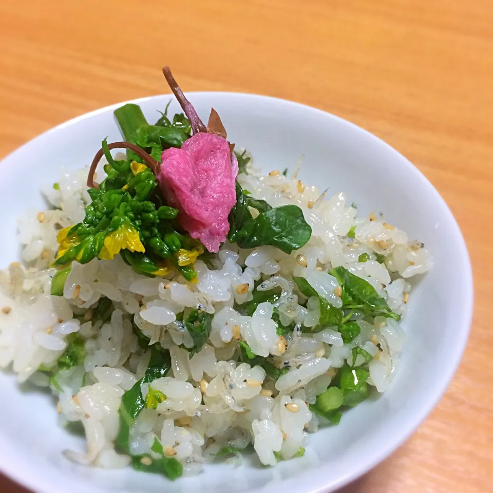 Snapdishの料理写真:菜の花と桜のごはん|こぱんださん