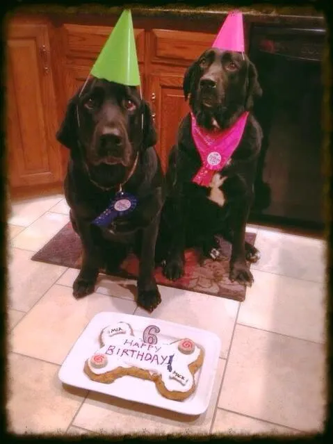 Even my pups need a homemade birthday cake!!!|chef_MelissaWさん