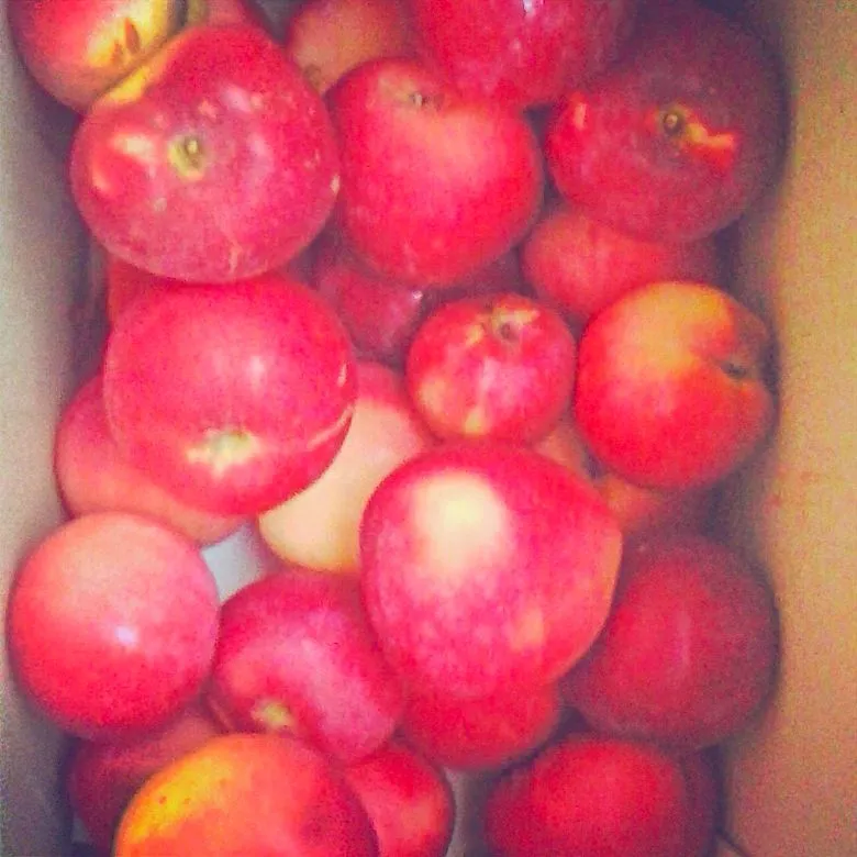 #apples #homegrown #red #sweet #yammy|HeyNeboさん