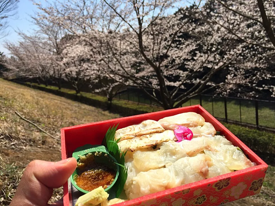 桜をめでながら沼津まだい寿司を。|たけうちさん