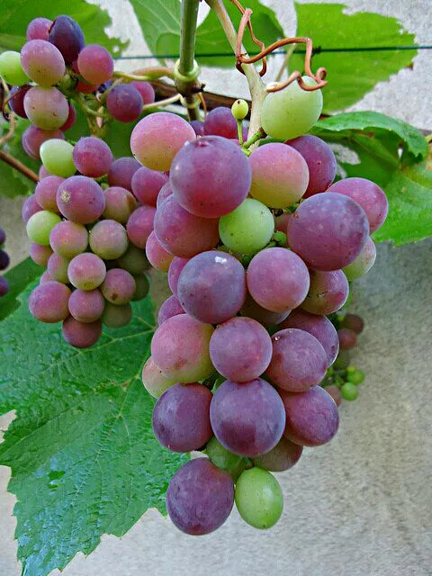 🍇 🍃🍇 Grapes on the Vine at Oakland Organic Farms 🍇🍃 🍇 #Fruit #Organic|Alisha GodsglamGirl Matthewsさん