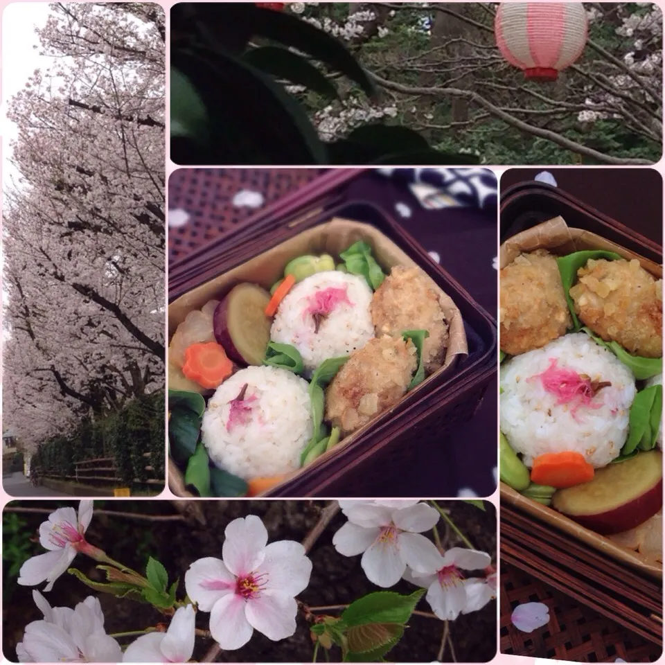 Snapdishの料理写真:桜おこわのお花見弁当|まちまちこさん