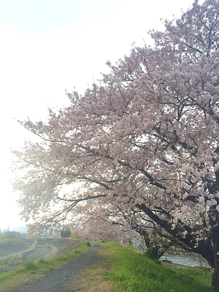 Snapdishの料理写真:桜|おみさんさん