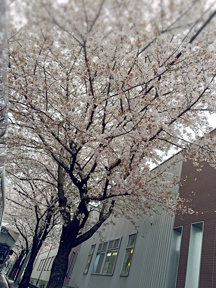 🌸桜|幸さん