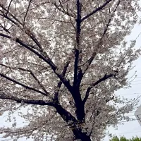 桜|幸さん