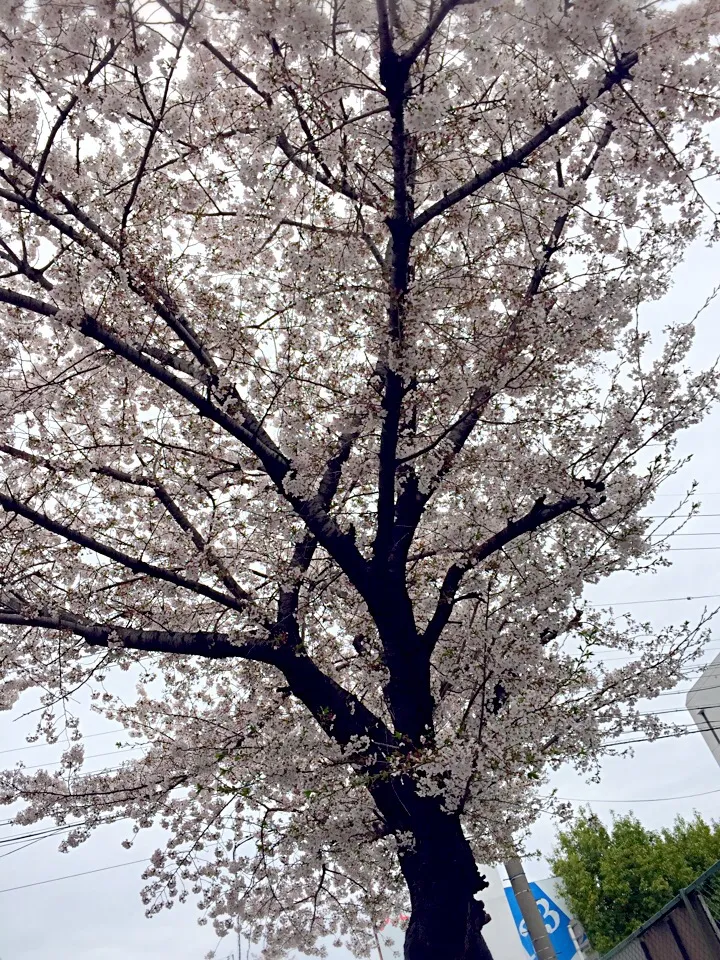 桜|幸さん