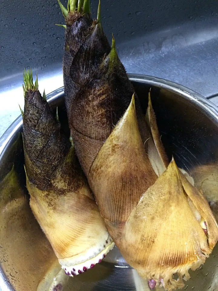 Snapdishの料理写真:Bamboo shoot get!!|Nigelさん