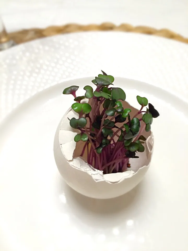 Broccoli Sprout in Egg shell ;)|aястасияさん