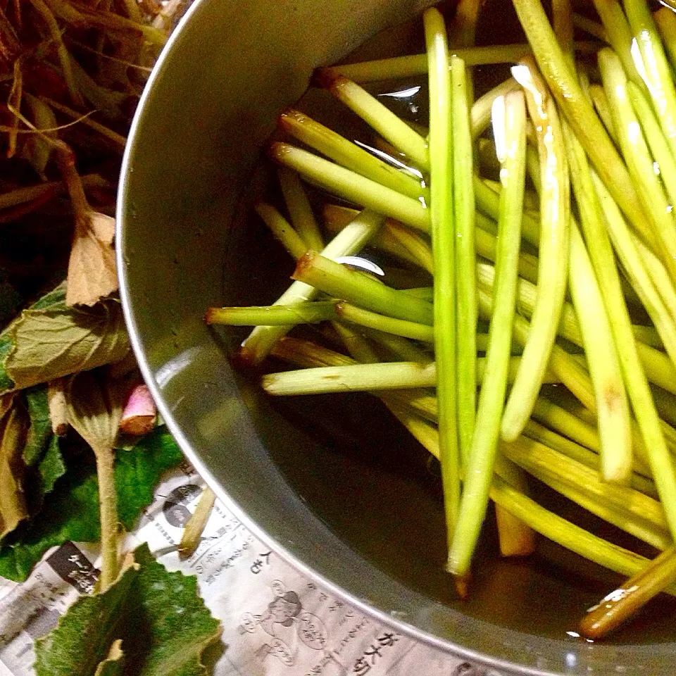 つわぶき灰汁抜き中|Cuisineさん