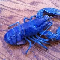 blue lobster rare nova Scotia