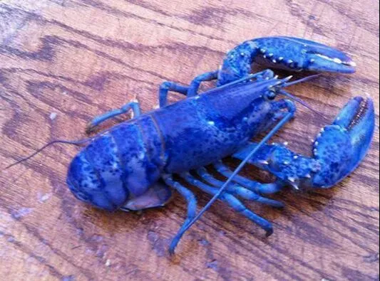 blue lobster rare nova Scotia|CHUENCHAIさん