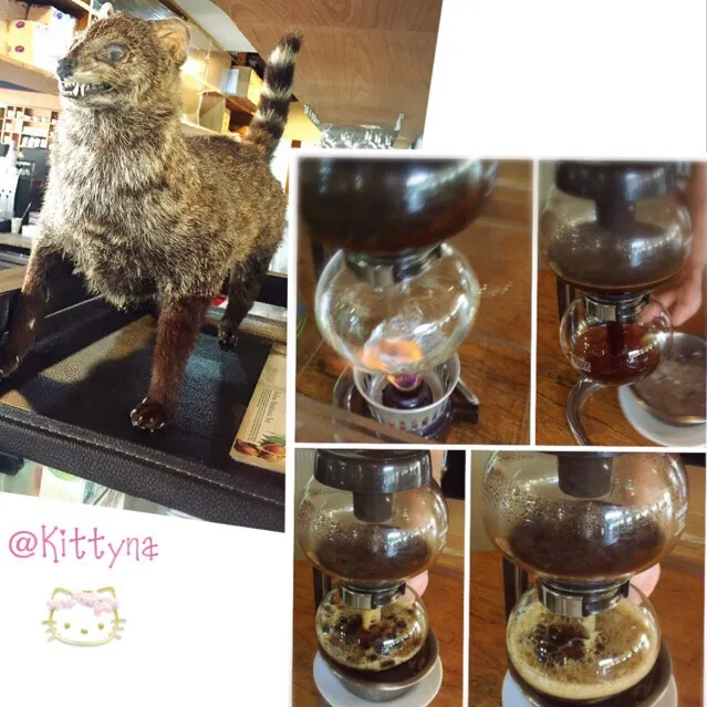 ☕️Kopi Luwak🐱Kuta Bali（Indonesia)|🎀Kittyna🌸さん