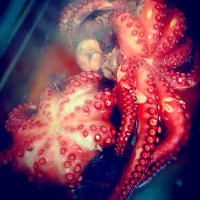 Snapdishの料理写真:Just cook(#octopus #pulpo)|alif sophiyanさん