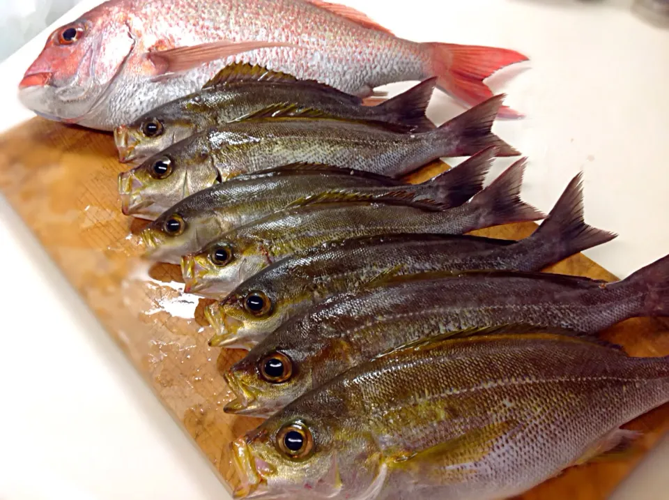 獲ったど〜🐟（笑）😋「真鯛＆イサキ」伊豆(神子元島)|アライさんさん