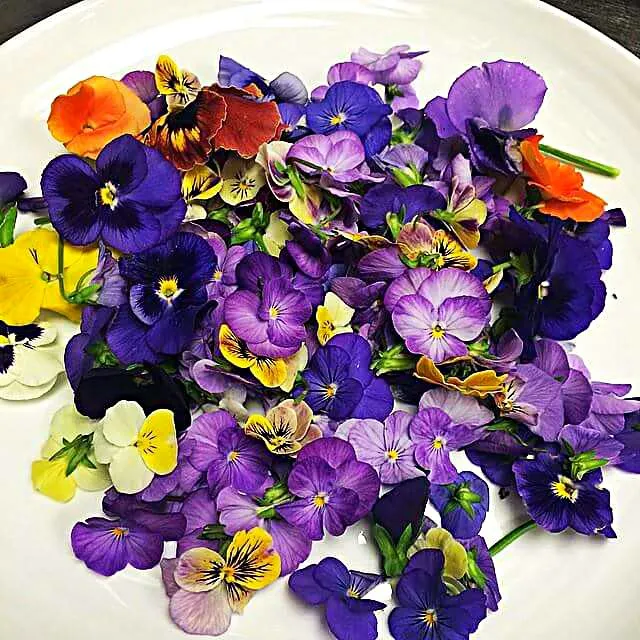 edible flowers|CHUENCHAIさん