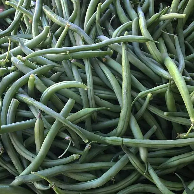 🍀🍀First of the season #Vegetable Green Beans At √Oakland Organic Farm #Healthy #LouisianaCulinaryTrails 🍀🍀|Alisha GodsglamGirl Matthewsさん