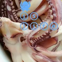 🐙🐙|ⓜⓘⓝⓓⓨさん