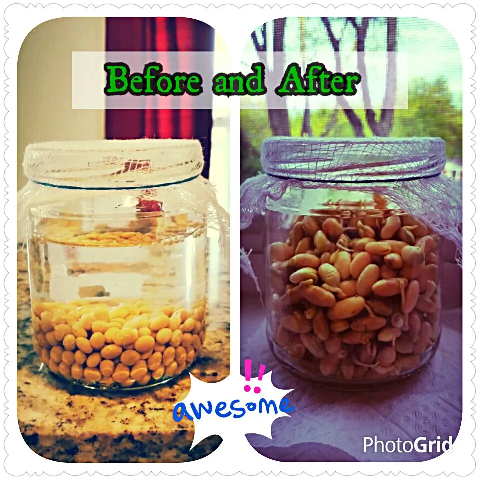 Sprouting Soybeans at home!|Jihollandさん