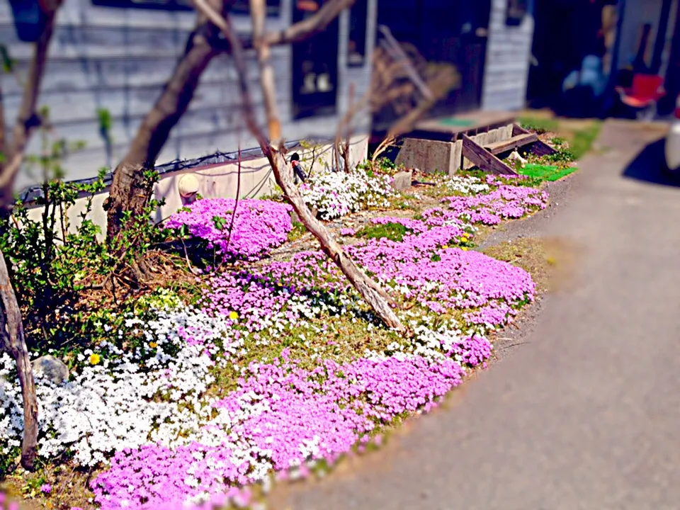 Snapdishの料理写真:|kyokoさん