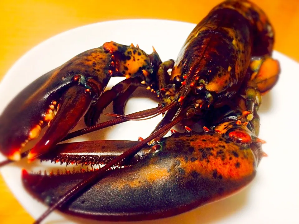 Canadian lobster|Masakiさん