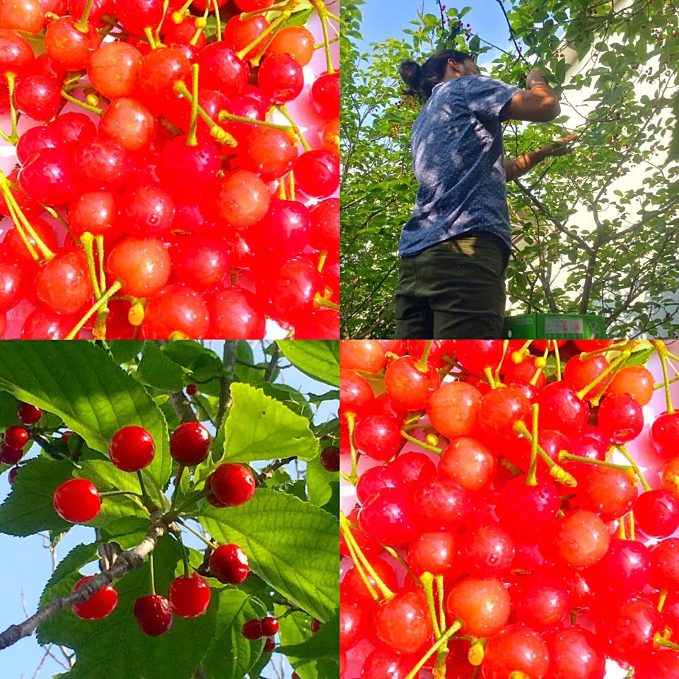 🍒取り…おかあはんの家🍒|Toru Satoさん