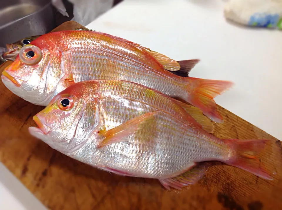 本日は、キダイ🐟😋さあ〜何にしましょう〜（笑）|アライさんさん