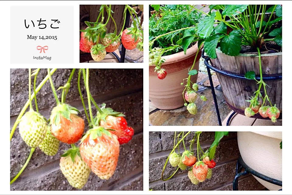 My Strawberry field ...🍓 Few days more to harvest 😍😉☺️|💖 ジジ 💖さん