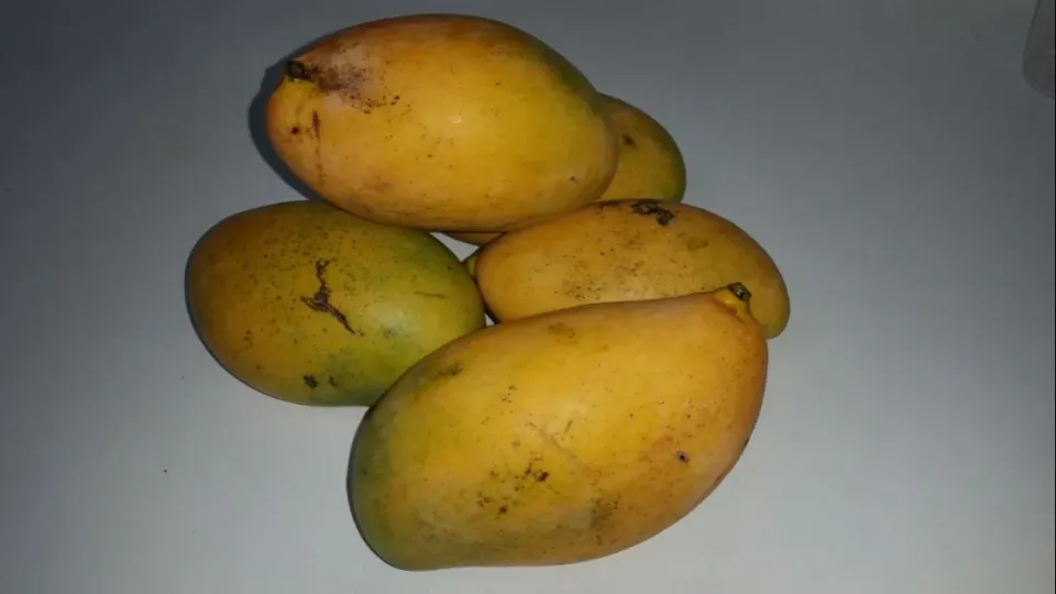 Fresh picked mangoes from my grandmothers backyard|Frank Ortizさん