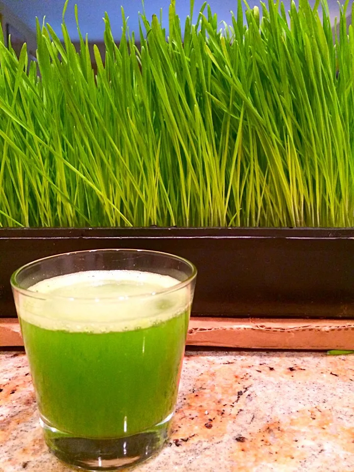 Homemade Wheatgrass Juice|idgara000さん