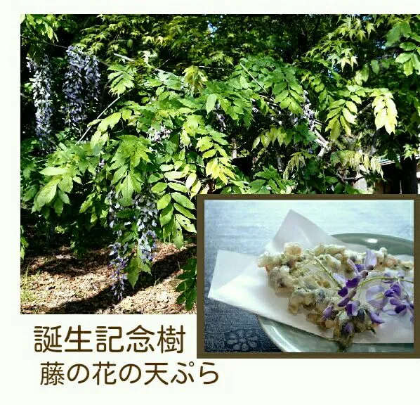 Snapdishの料理写真:藤の花の天ぷら|うさかめさん