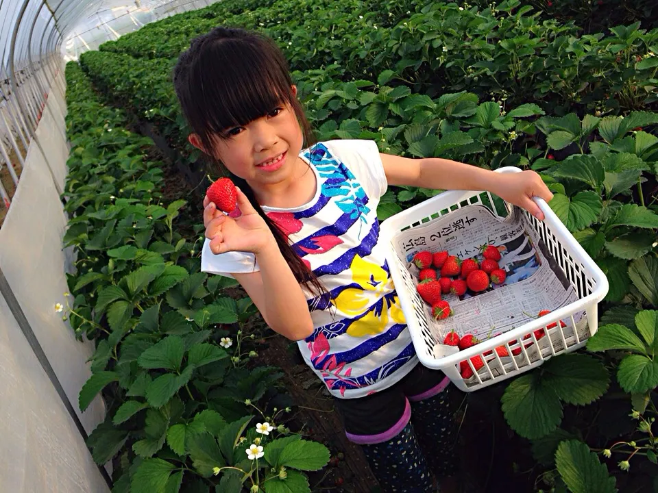 Today's 'イチゴ狩り🍓🍓🍓🍓🍓🍓🍓🍓🍓🍓🍓🍓🍓🍓🍓🍓🍓🍓🍓🍓🍓🍓🍓🍓🍓🍓🍓🍓🍓🍓🍓🍓🍓🍓🍓🍓🍓🍓🍓🍓🍓🍓🍓|viviさん