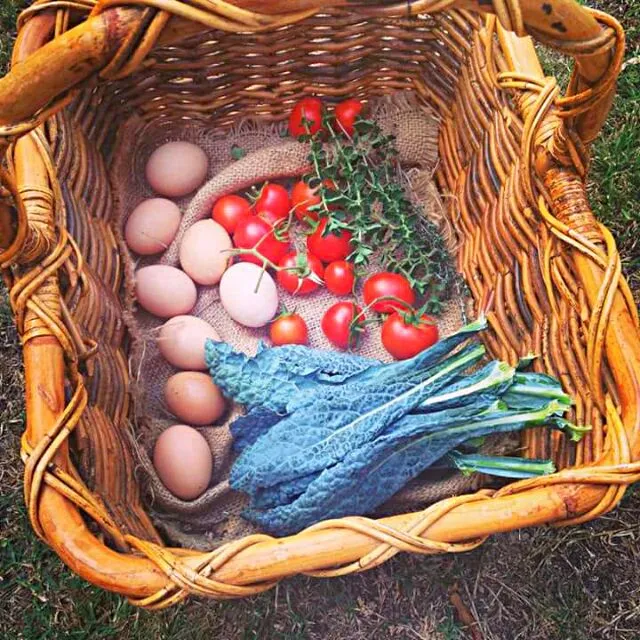 Snapdishの料理写真:vegetables eggs fresh from the garden|CHUENCHAIさん