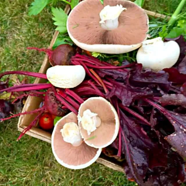 mushrooms beets from my garden|CHUENCHAIさん