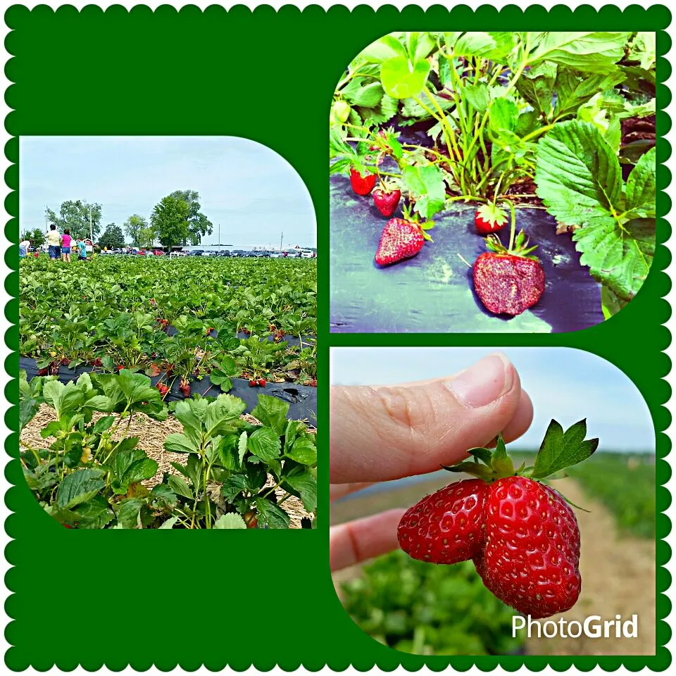 Picking strawberries at Thesis farm on this beautiful Memorial day weekend!|Jihollandさん