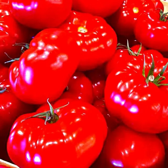 hydroponic tomatoes|CHUENCHAIさん