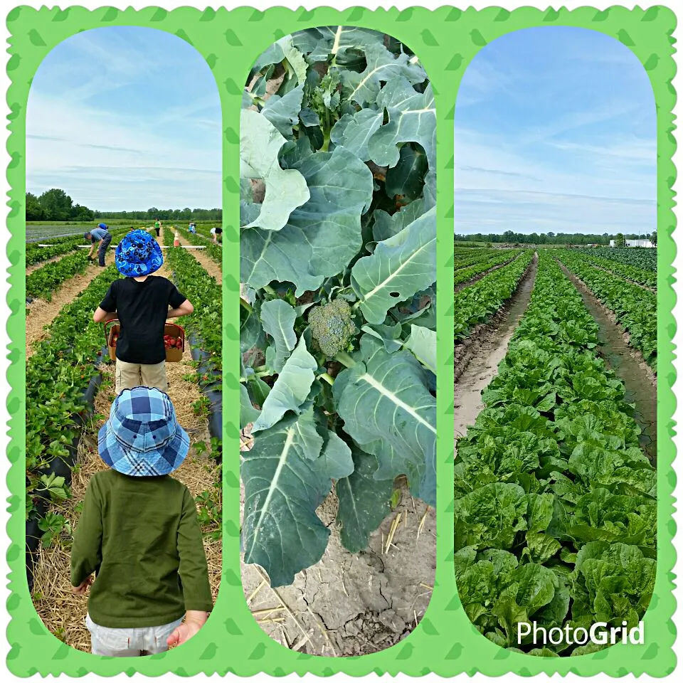 Fresh vegetables at Thesis farm in St. Charles, MO, USA.|Jihollandさん