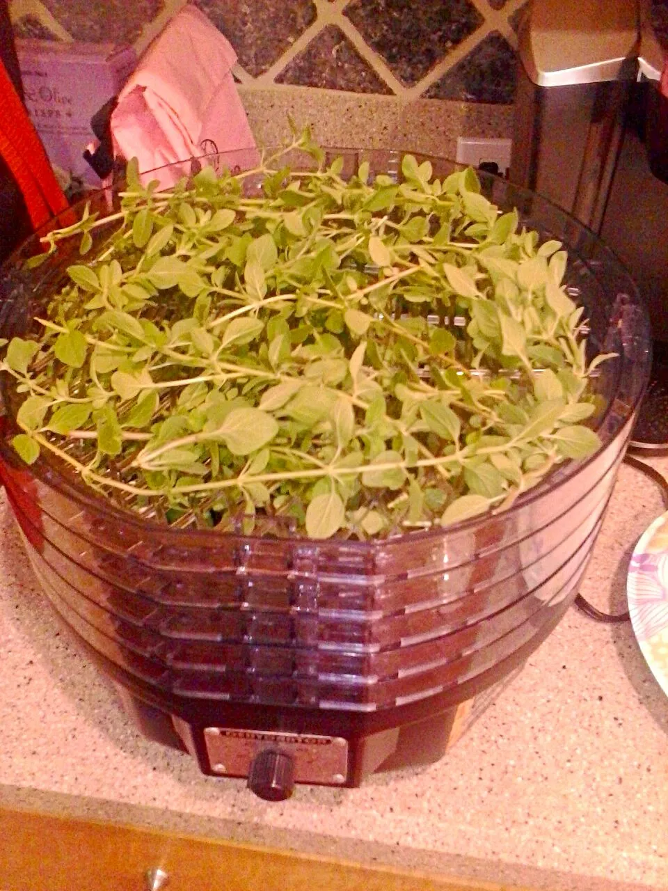 Italian & Greek Oregano fresh cut from the back patio pot..a full dehydrator...best thing you can own|Mj Marijanneさん