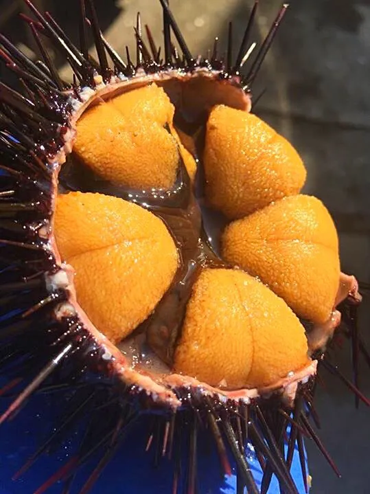 Lunch 2 Uni... Sea urchin fresh|Nigelさん